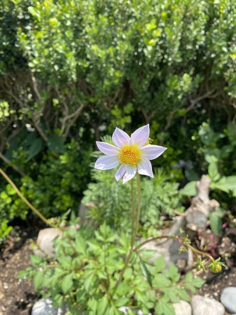 Dahlia scapigera photo 6