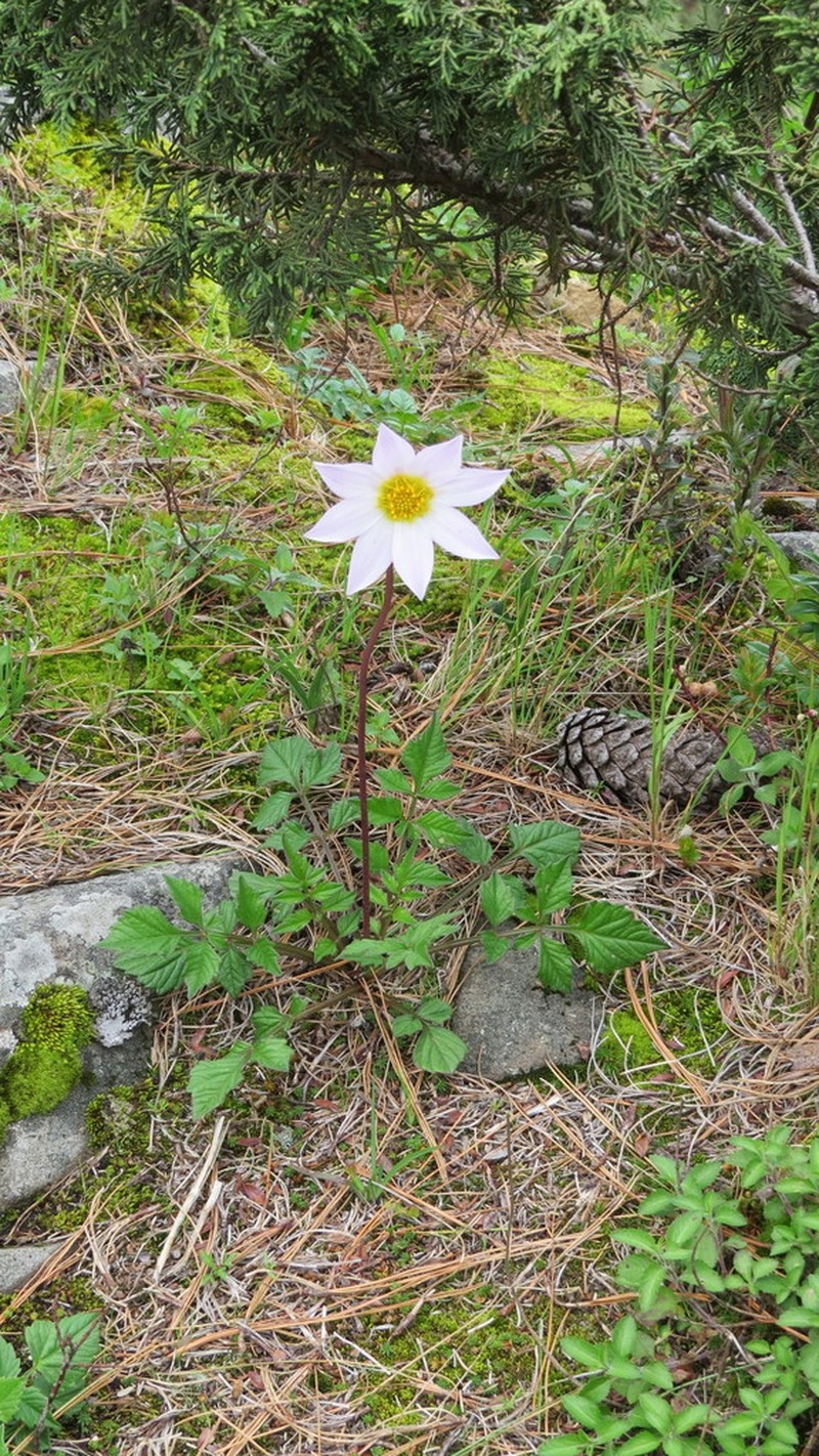 Dahlia scapigera photo 8