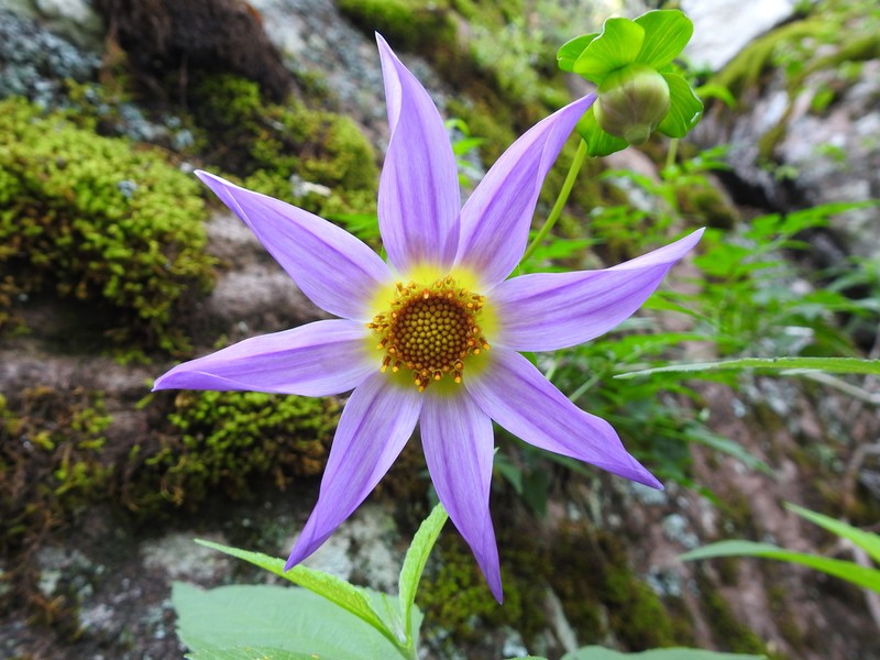 Dahlia scapigeroides