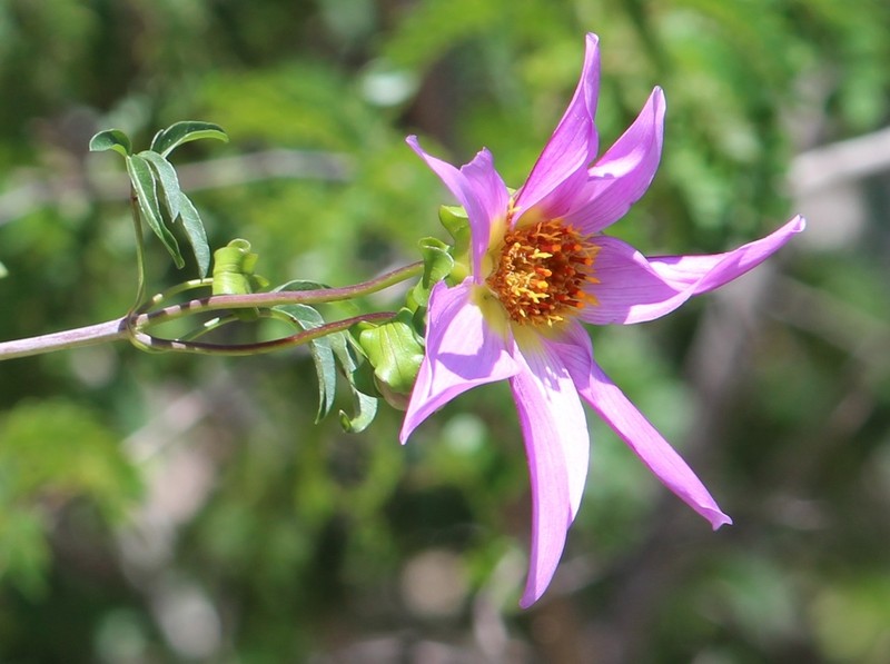 Dahlia scapigeroides photo 2