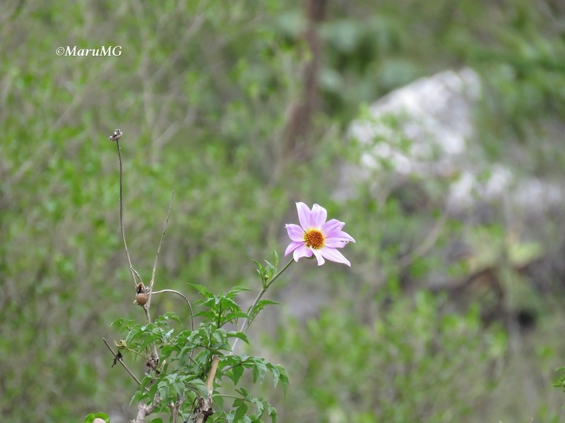 Dahlia scapigeroides photo 3