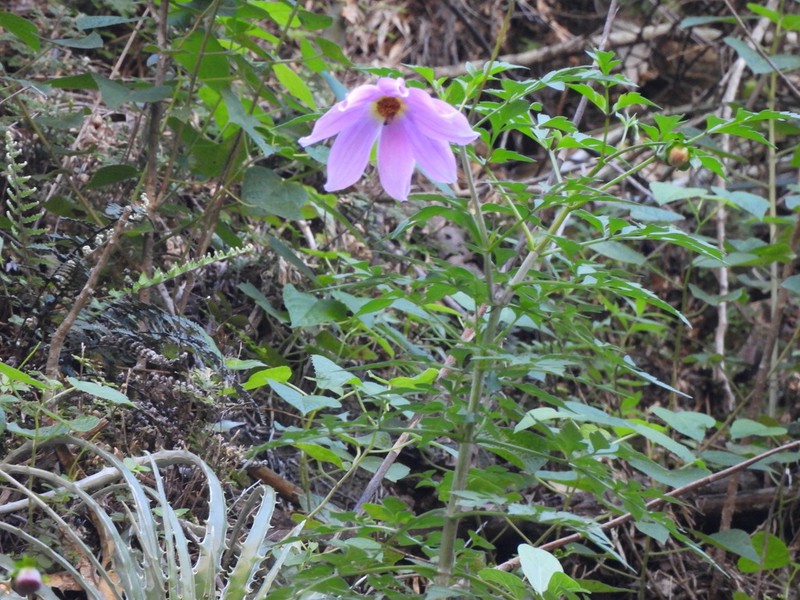 Dahlia scapigeroides photo 4