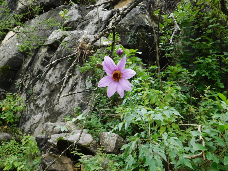 Dahlia scapigeroides photo 5