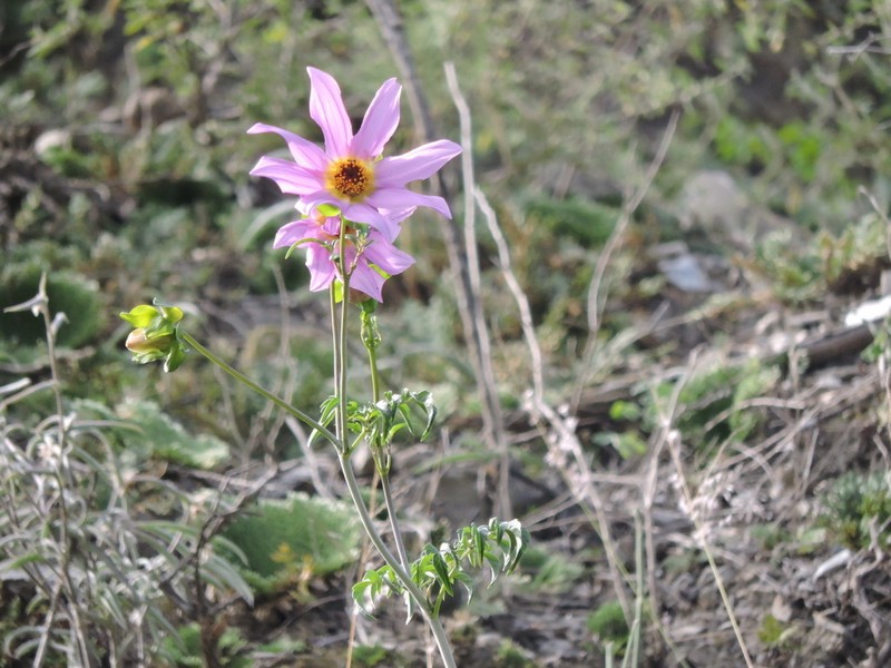 Dahlia scapigeroides photo 6