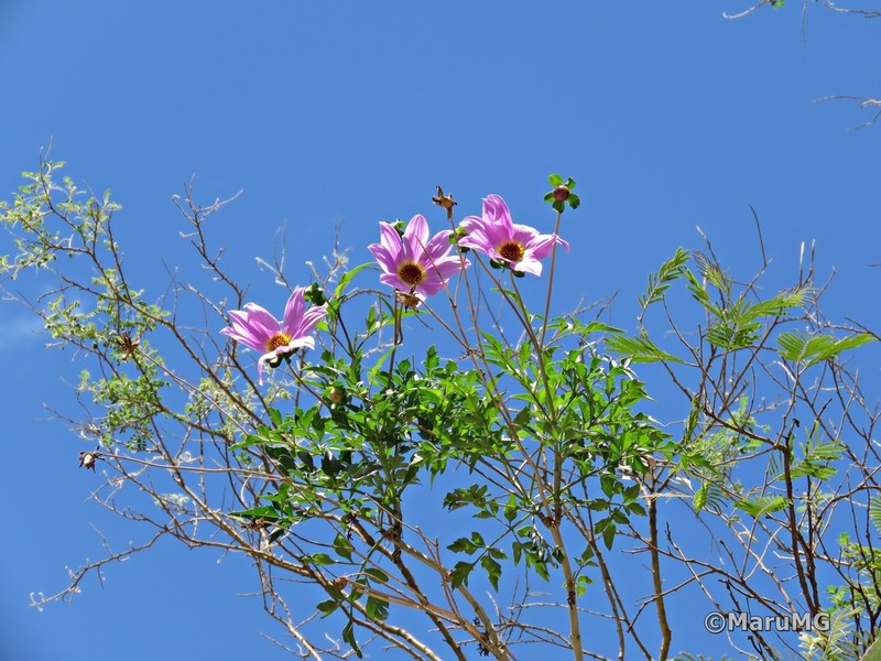 Dahlia scapigeroides photo 7