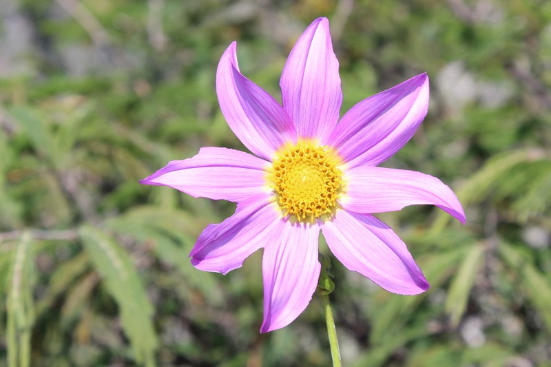 Dahlia scapigeroides photo 8