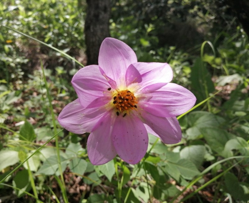 Dahlia sherffii photo 2
