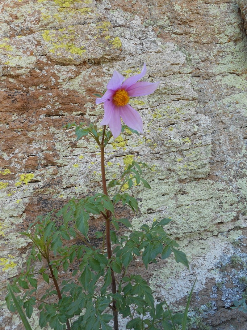 Dahlia sherffii photo 3