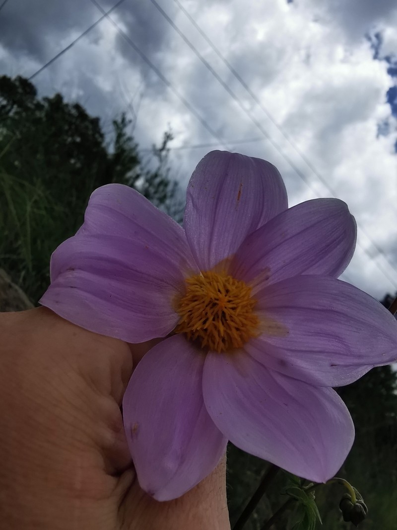 Dahlia sherffii photo 4
