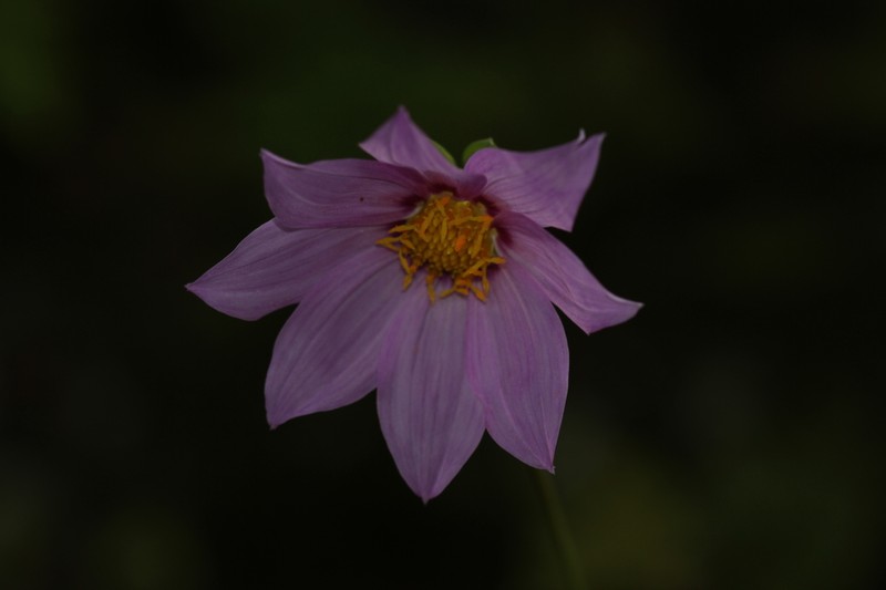 Dahlia sherffii photo 5