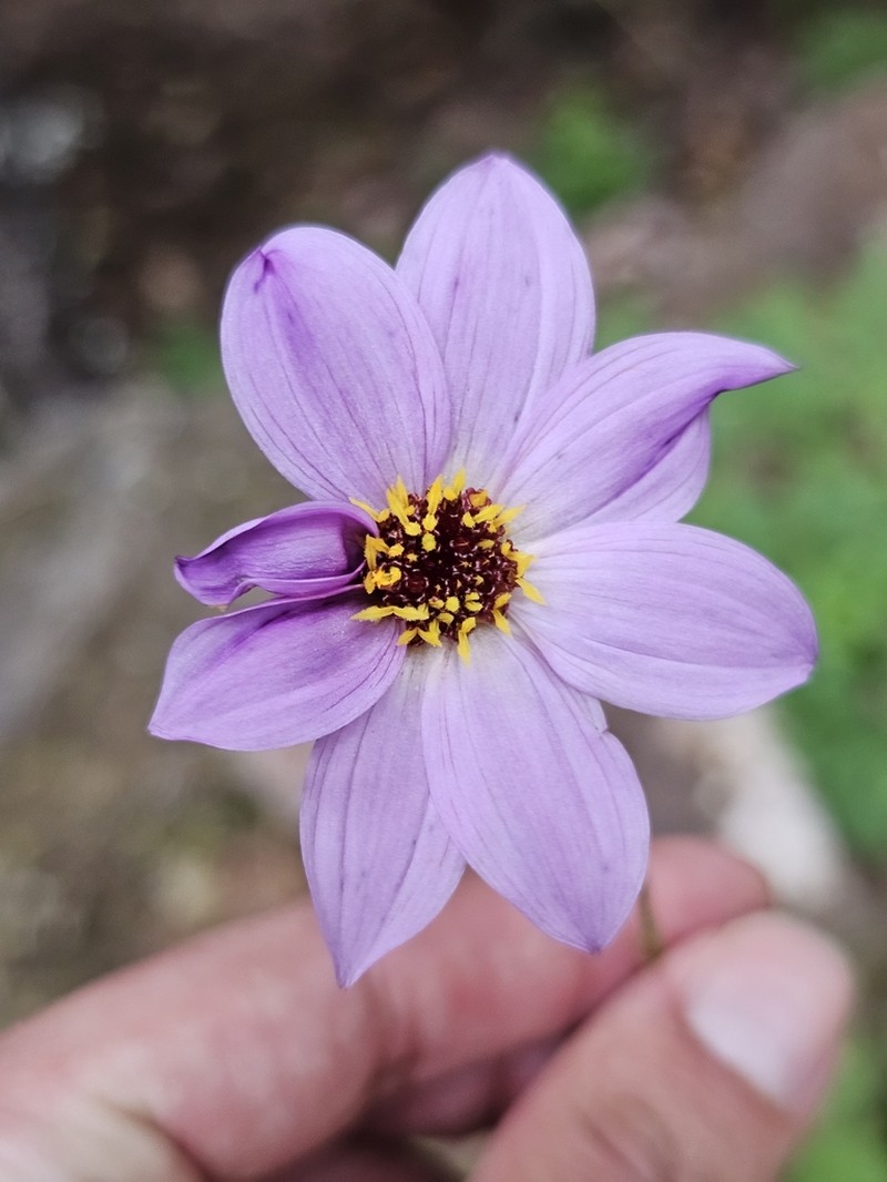 Dahlia sherffii photo 6