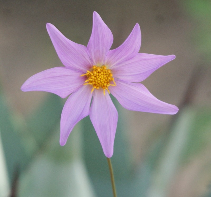 Dahlia sherffii photo 7