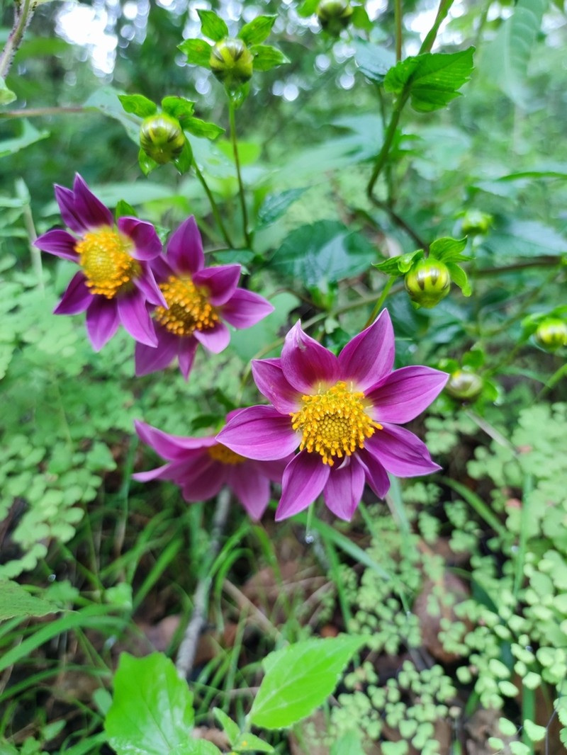 Dahlia sherffii photo 8