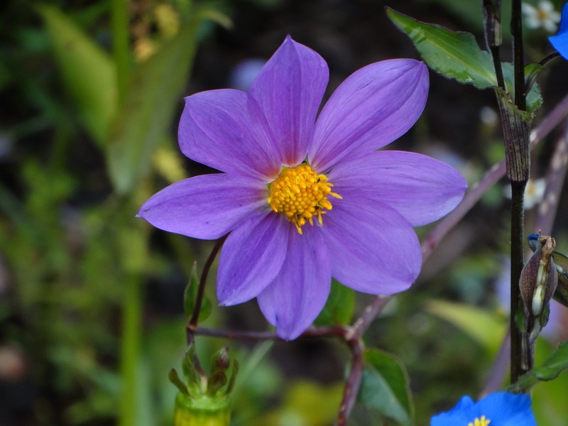 Dahlia sorensenii