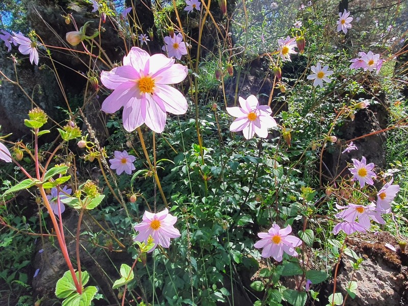 Dahlia sorensenii photo 3