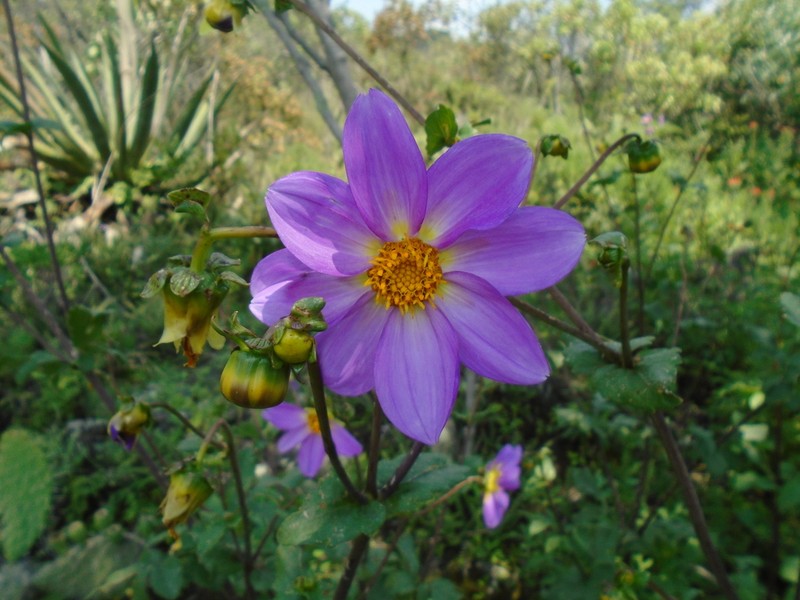 Dahlia sorensenii photo 5
