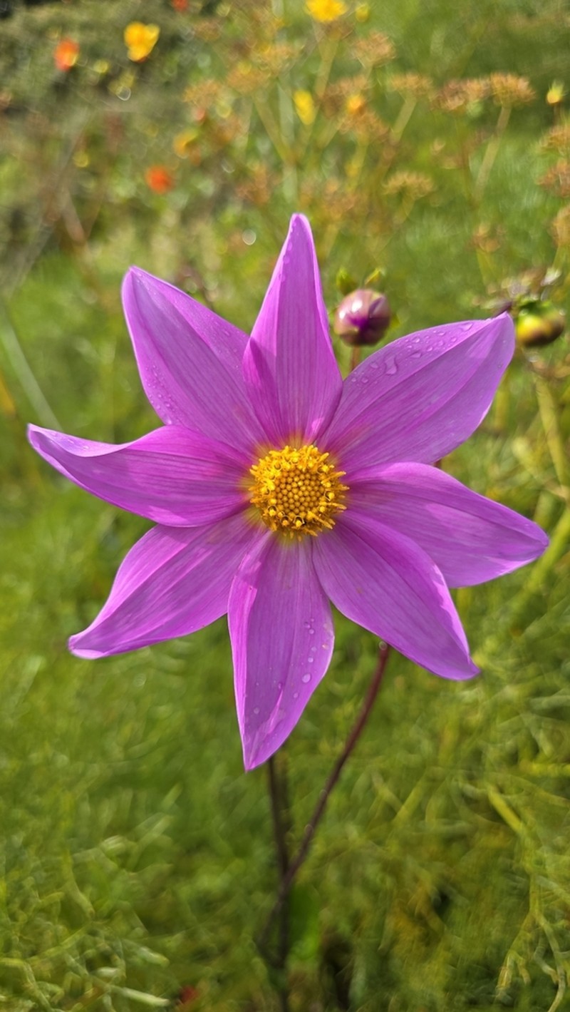 Dahlia sorensenii photo 7