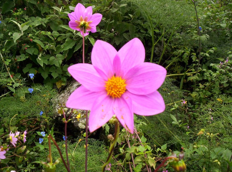 Dahlia sorensenii photo 8