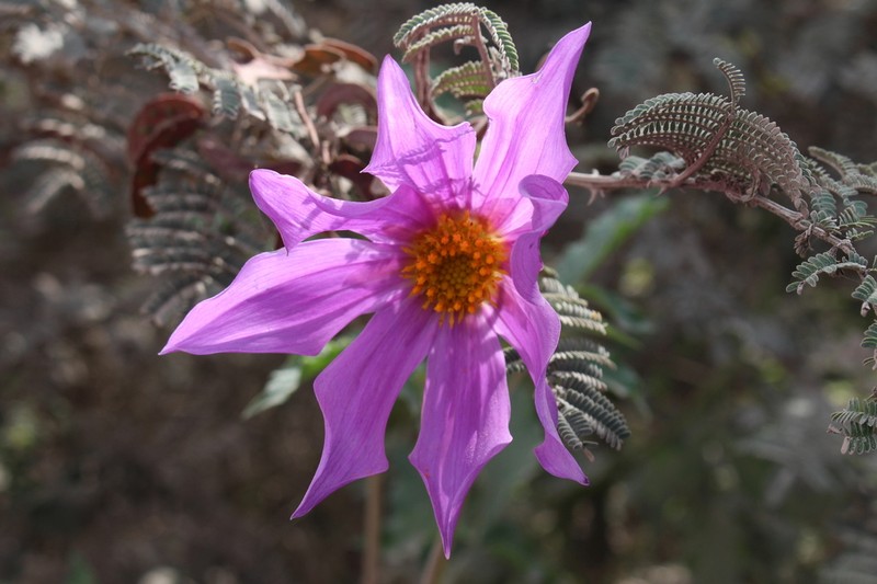 Dahlia spectabilis