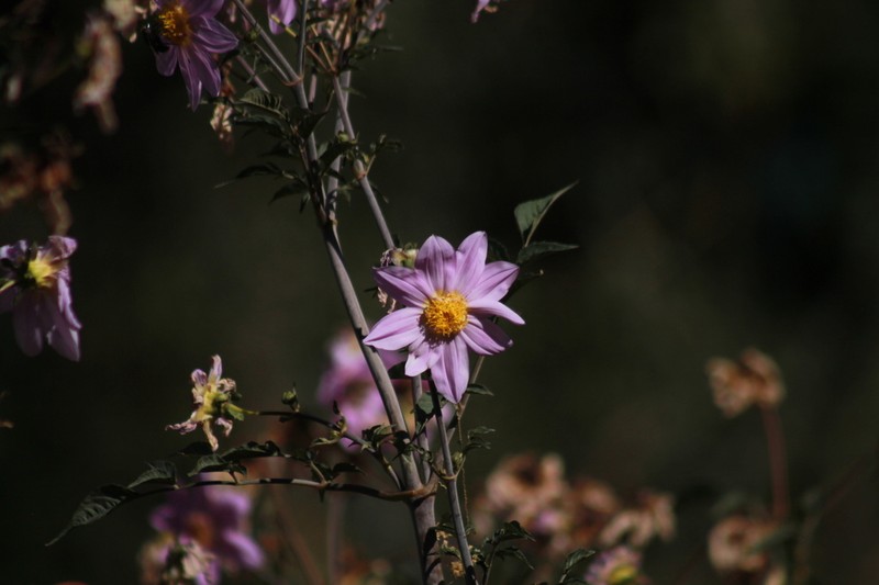 Dahlia spectabilis photo 2