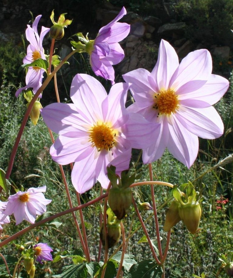 Dahlia spectabilis photo 3