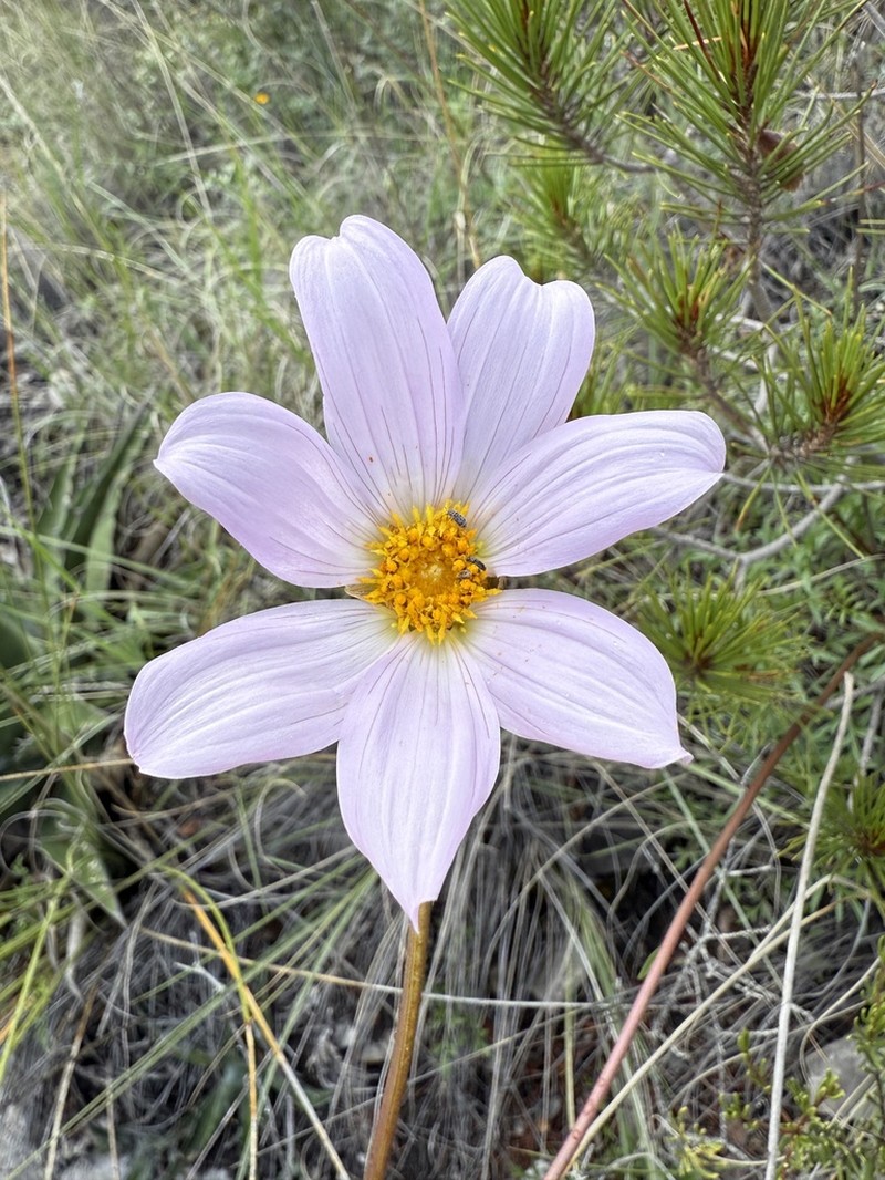 Dahlia sublignosa