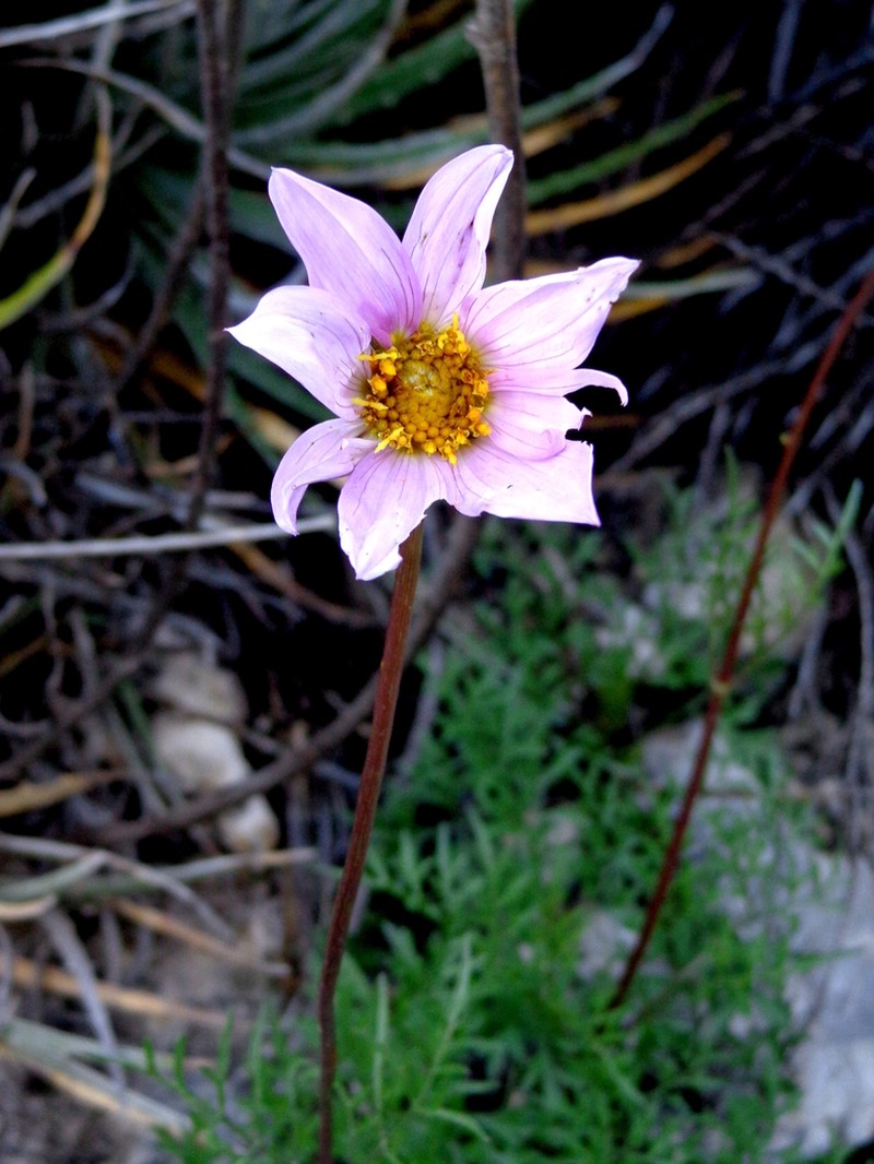 Dahlia sublignosa photo 2