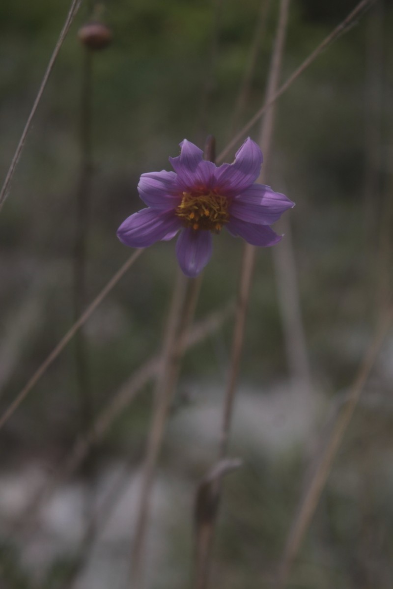 Dahlia sublignosa photo 3