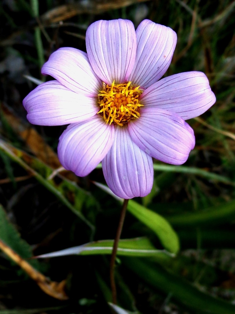 Dahlia sublignosa photo 4