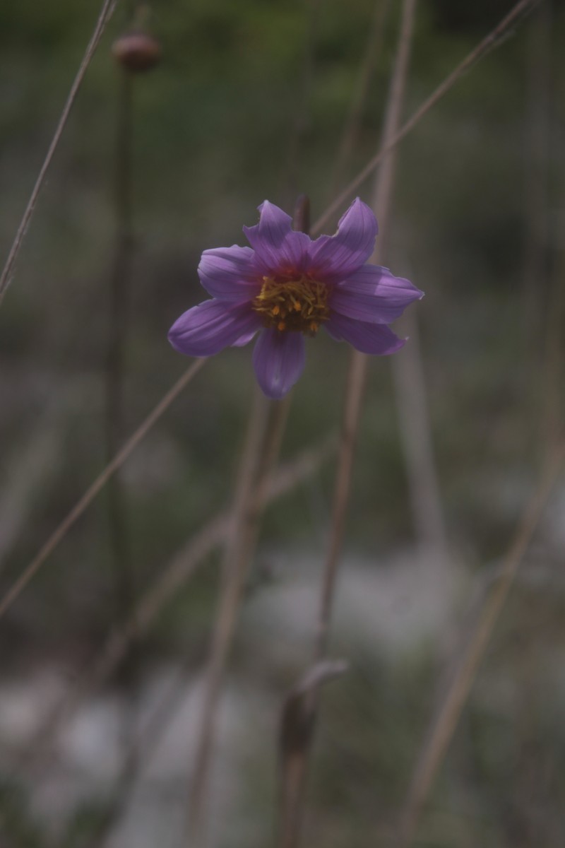 Dahlia sublignosa photo 5