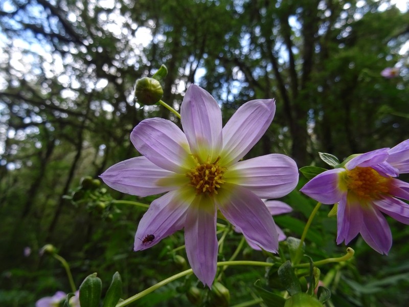Dahlia tamaulipana photo 2