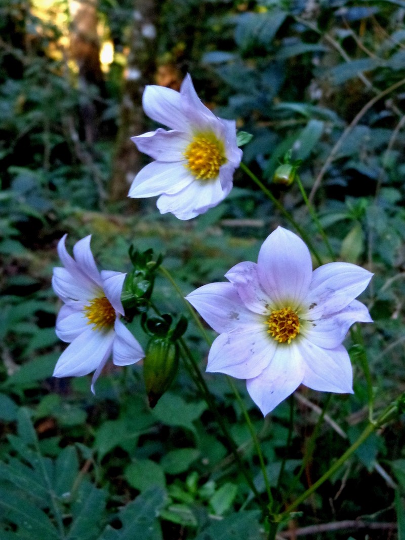Dahlia tamaulipana photo 4