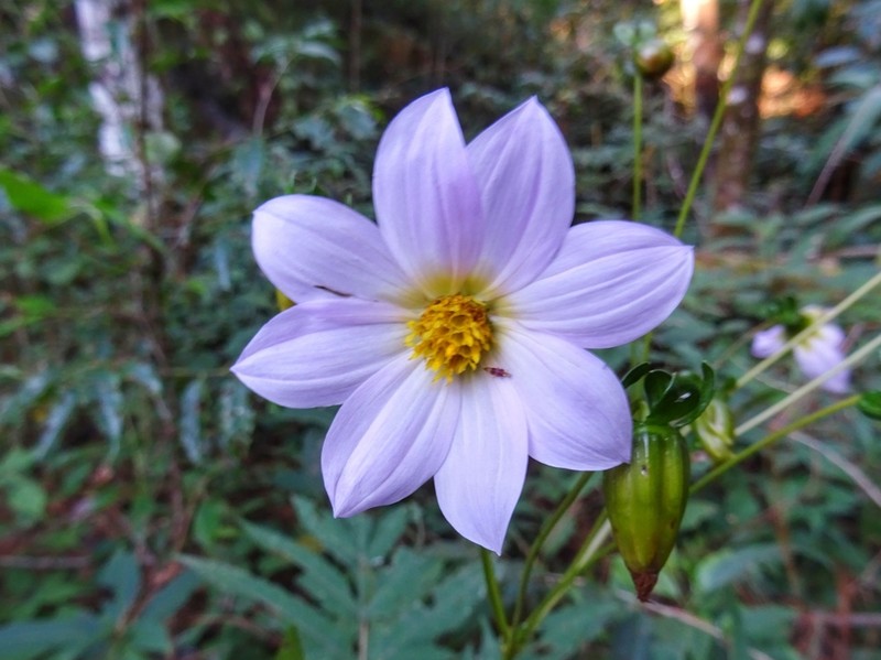 Dahlia tamaulipana photo 5
