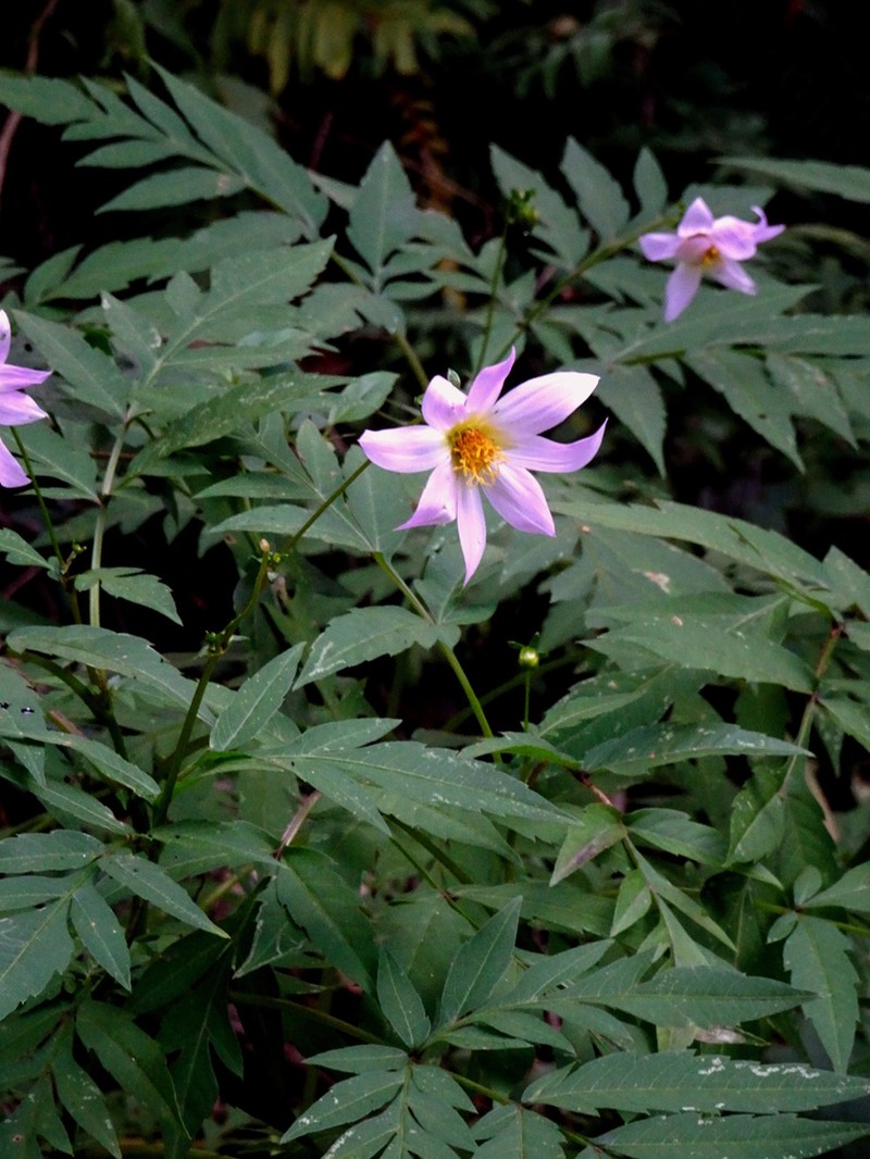Dahlia tamaulipana photo 6
