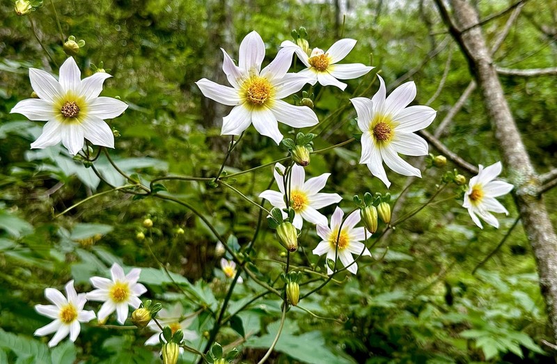 Dahlia tamaulipana photo 7