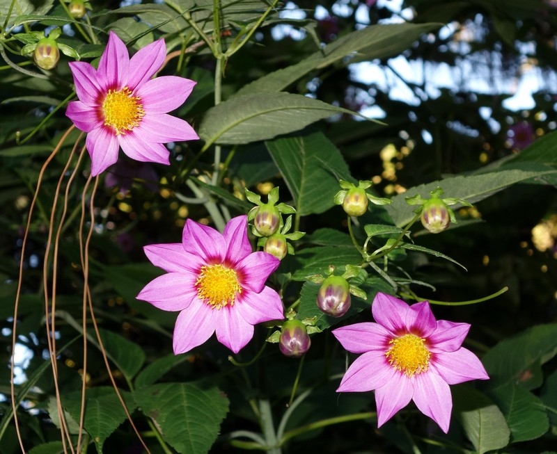 Dahlia tenuicaulis