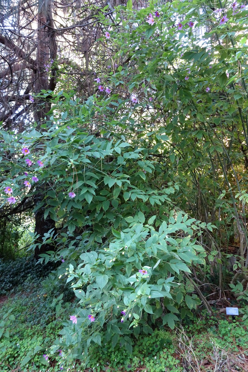 Dahlia tenuicaulis photo 2