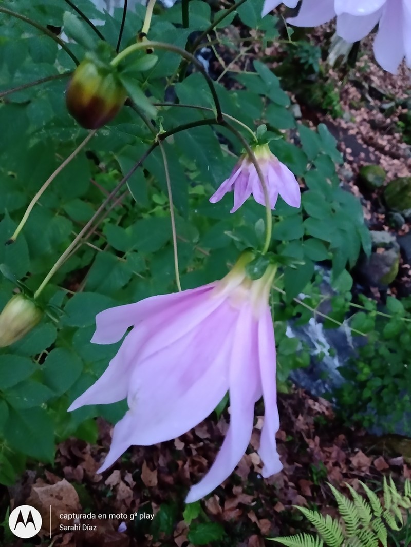 Dahlia tenuicaulis photo 3