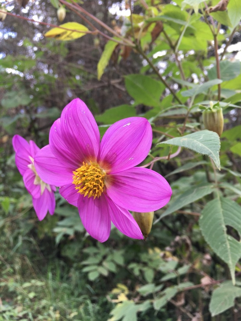 Dahlia tenuicaulis photo 4