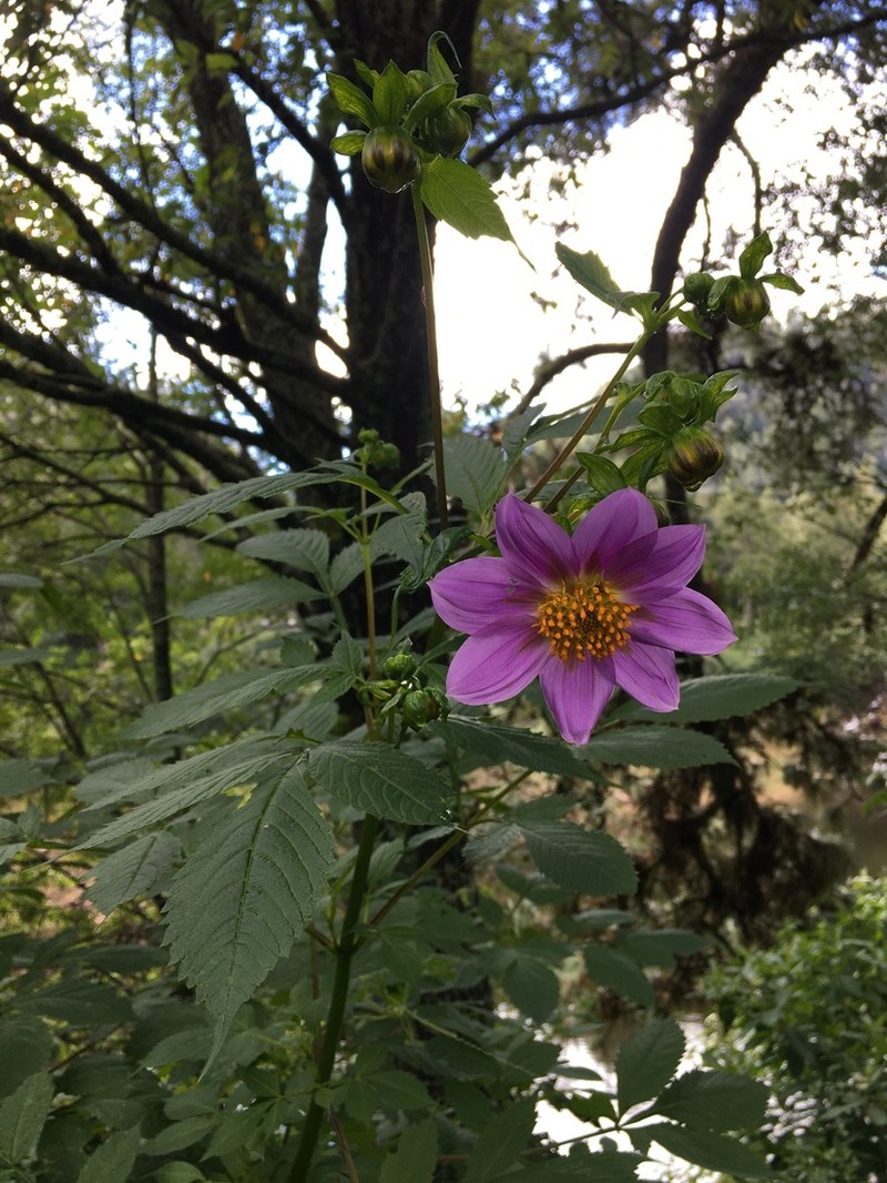 Dahlia tenuicaulis photo 5
