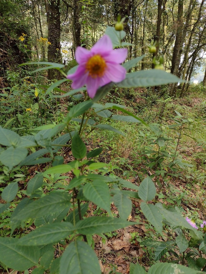 Dahlia tenuicaulis photo 6