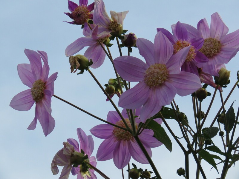 Dahlia tenuicaulis photo 7