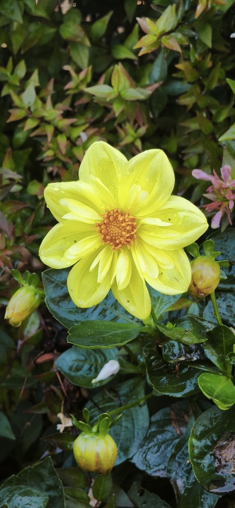 Dahlia tenuis photo 2