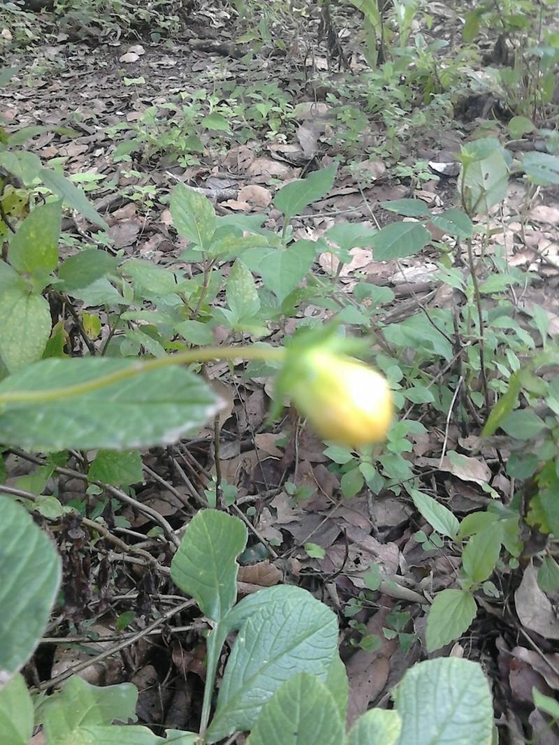 Dahlia tenuis photo 3