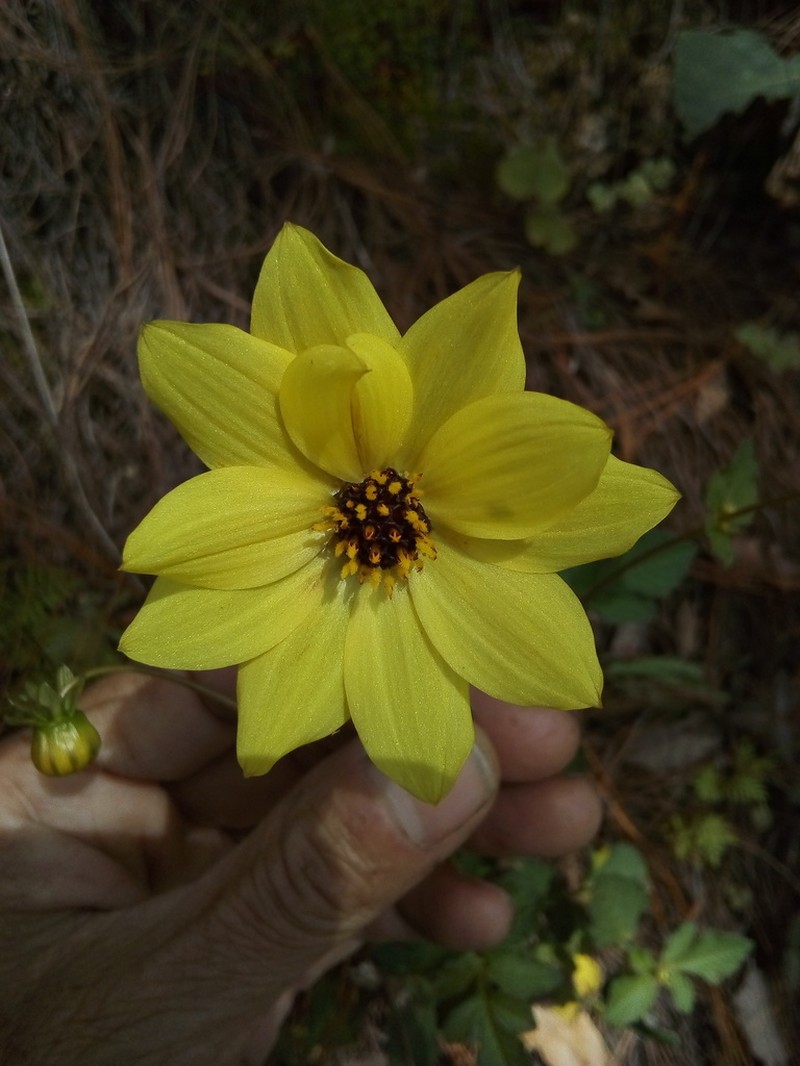 Dahlia tenuis photo 4