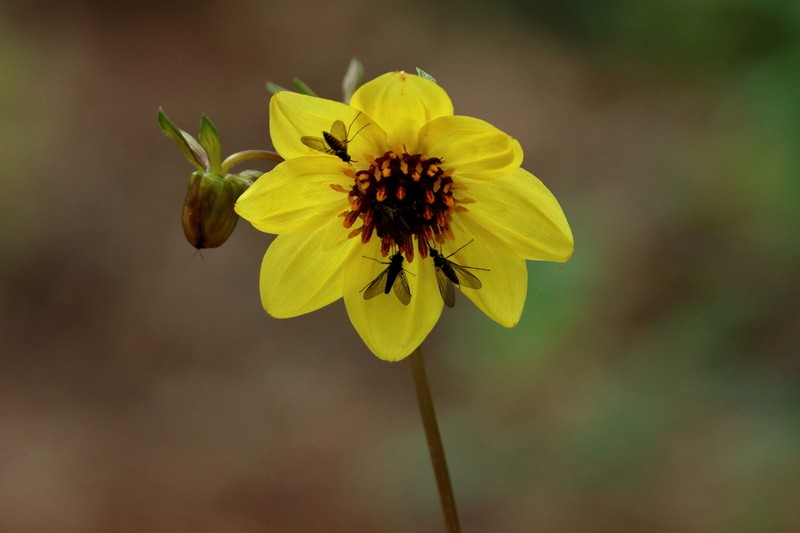 Dahlia tenuis photo 5