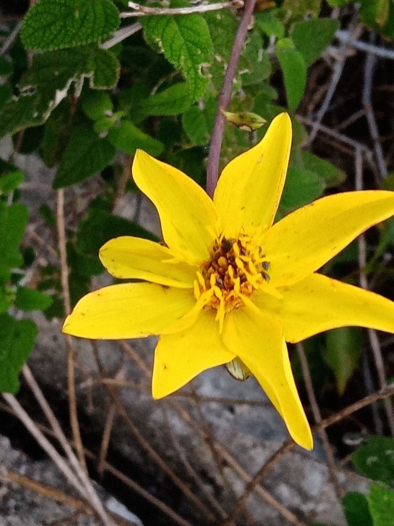 Dahlia tenuis photo 7