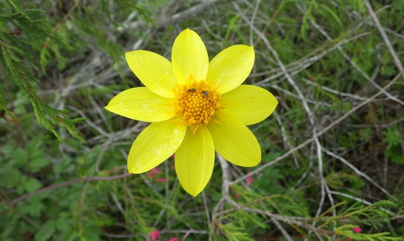 Dahlia tenuis photo 8