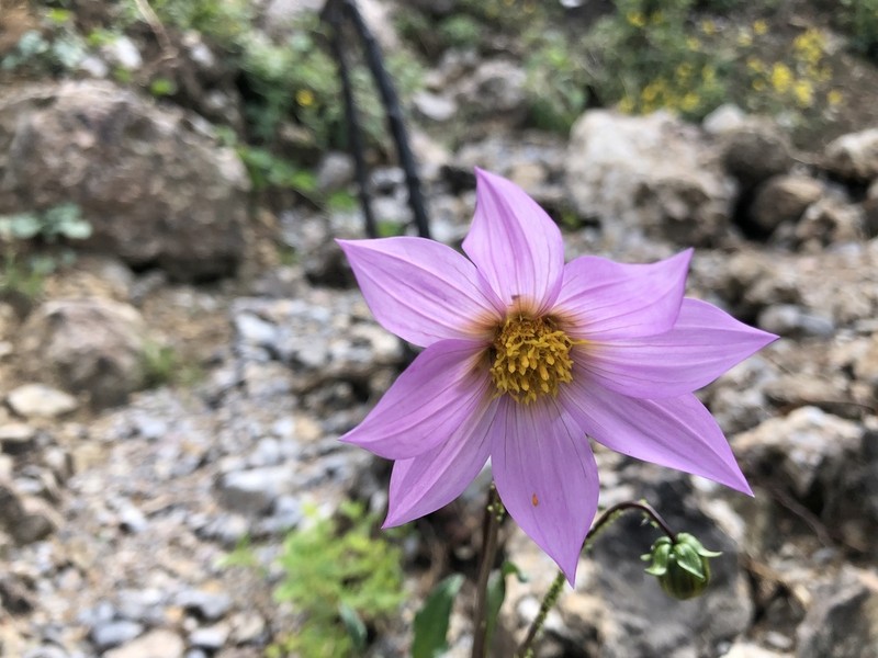 Dahlia tubulata