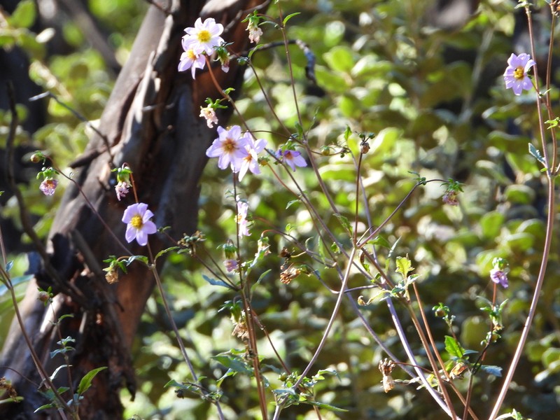 Dahlia tubulata photo 2